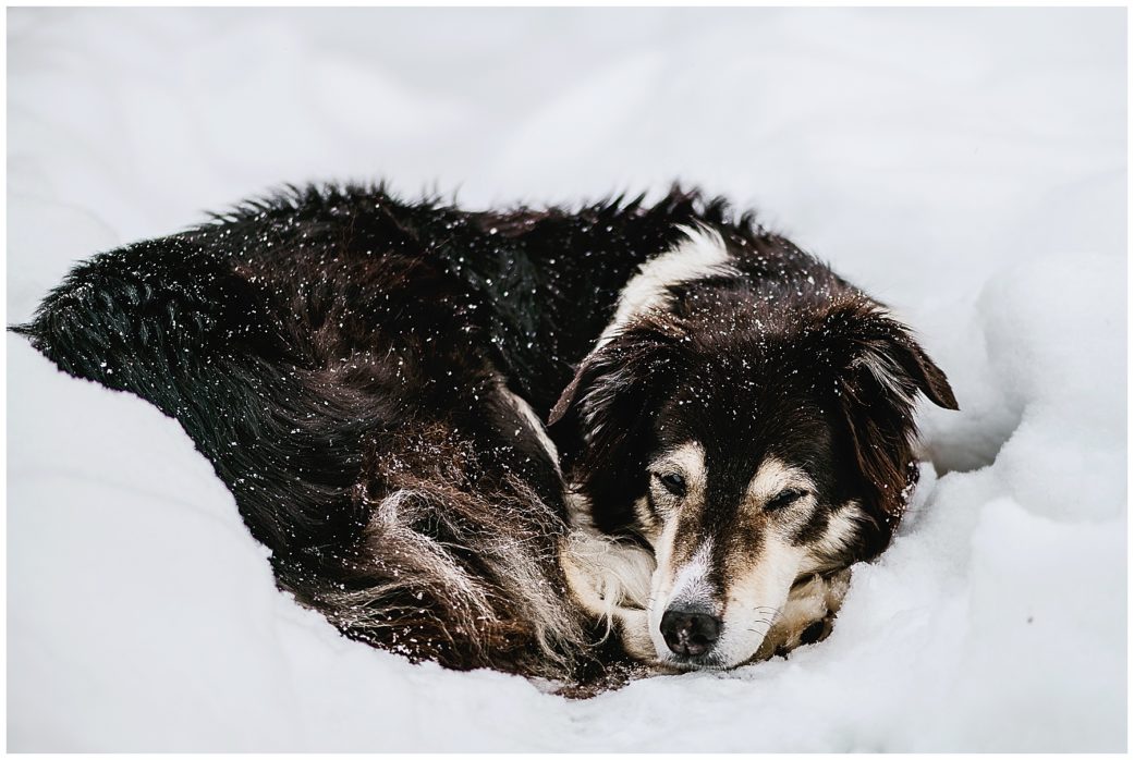 Portrait of border collie curled up, asleep in snow with snowflakes in her fur. 